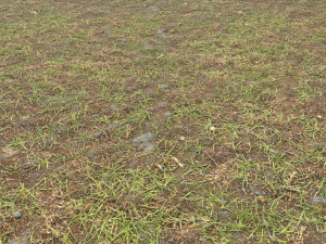 forest ground pbr pack 8 CG Текстуры