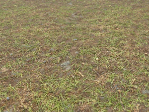 forest ground pbr pack 8 CG Textures