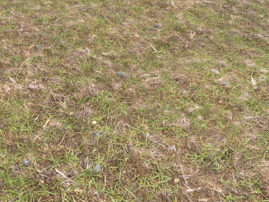 forest ground pbr pack 8 CG Текстуры