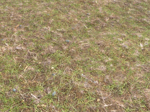 forest ground pbr pack 8 CG Textures