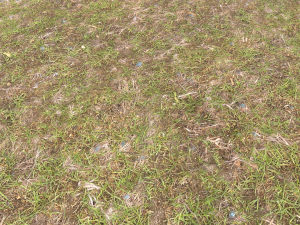forest ground pbr pack 8 CG Текстуры