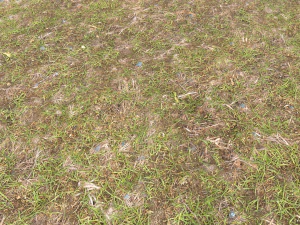 forest ground pbr pack 8 CG Textures