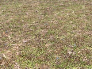 forest ground pbr pack 8 CG Текстуры