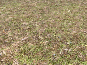 forest ground pbr pack 8 CG Textures