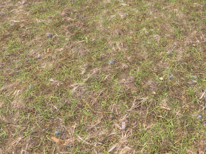forest ground pbr pack 8 CG Текстуры