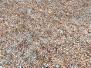 forest ground pbr pack 8 CG Текстуры