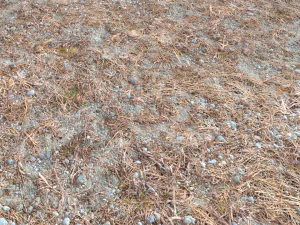 forest ground pbr pack 8 CG Textures