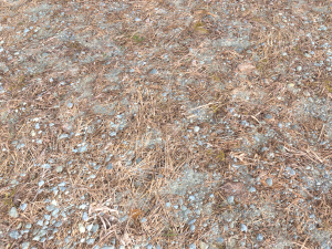 forest ground pbr pack 8 CG Текстуры