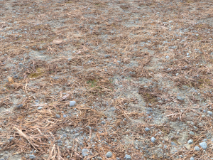 forest ground pbr pack 8 CG Текстуры