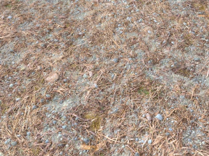 forest ground pbr pack 8 CG Textures