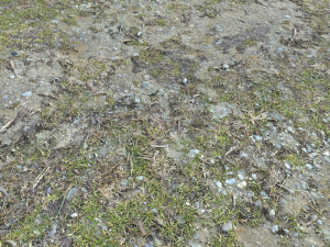 forest ground pbr pack 8 CG Текстуры