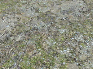 forest ground pbr pack 8 CG Textures