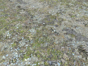 forest ground pbr pack 8 CG Textures