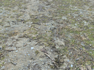 forest ground pbr pack 8 CG Текстуры