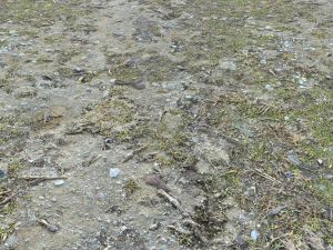 forest ground pbr pack 8 CG Textures