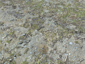 forest ground pbr pack 8 CG Текстуры