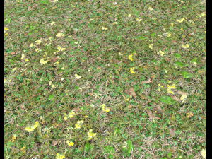 forest ground pbr pack 9 CG Textures