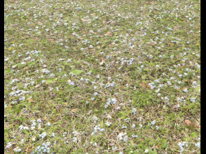 forest ground pbr pack 9 CG Textures