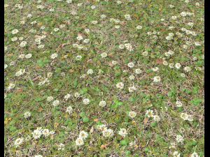 forest ground pbr pack 9 CG Textures