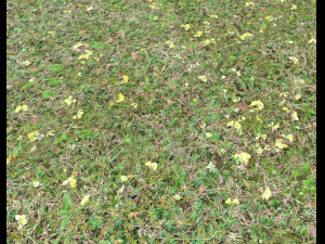 forest ground pbr pack 9 CG Textures