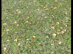 forest ground pbr pack 9 CG Textures