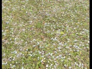 forest ground pbr pack 9 CG Textures