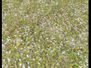 forest ground pbr pack 9 CG Textures