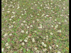 forest ground pbr pack 9 CG Textures