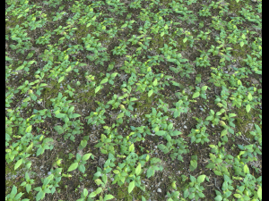 forest ground pbr pack 9 CG Textures