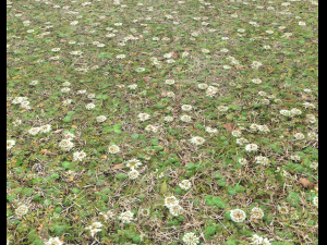 forest ground pbr pack 9 CG Textures