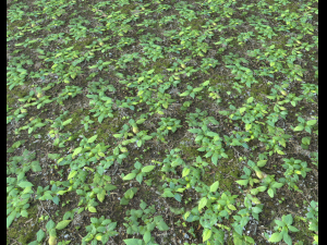 forest ground pbr pack 9 CG Textures