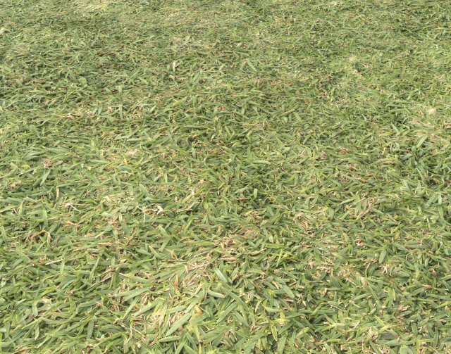 ground terrain grass pbr pack 6 CG Textures .c4d .max .obj .3ds .fbx .stl .blend 