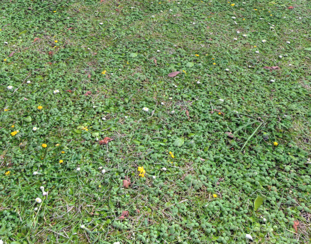 ground terrain grass pbr pack 7 Texturas CG .c4d .max .obj .3ds .fbx .stl .blend 