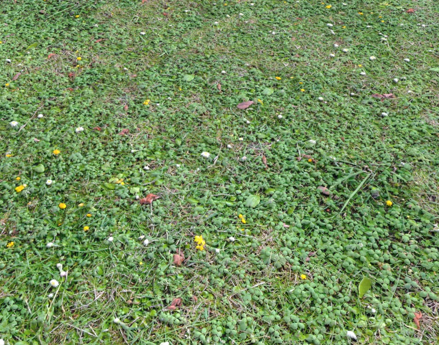 ground terrain grass pbr pack 7 CG Textures .c4d .max .obj .3ds .fbx .stl .blend