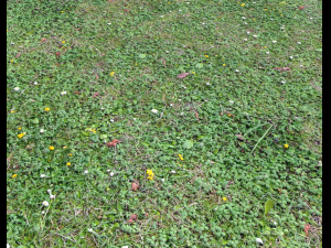 ground terrain grass pbr pack 7 CG Textures