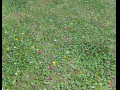 Ground terrain grass PBR pack 7 3D Model