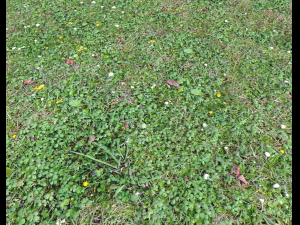 ground terrain grass pbr pack 7 Texturas CG
