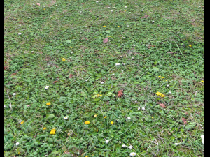 ground terrain grass pbr pack 7 Texturas CG