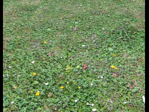 ground terrain grass pbr pack 7 CG Textures