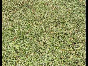ground terrain grass pbr pack 7 CG Textures
