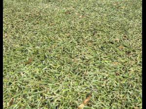 ground terrain grass pbr pack 7 CG Textures