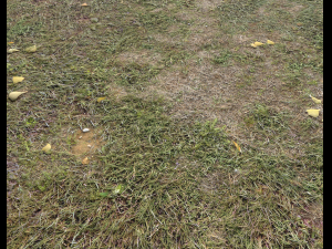 ground terrain forest tundra pbr pack 4 CG टेक्स्चर्स