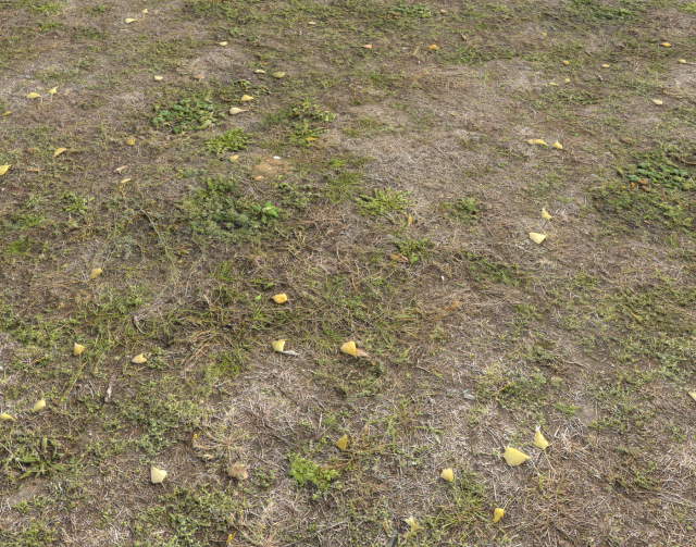 ground terrain forest tundra pbr pack 5 CG Текстури .c4d .max .obj .3ds .fbx .stl .blend 