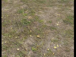 ground terrain forest tundra pbr pack 5 CG टेक्स्चर्स