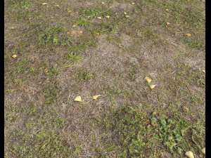 ground terrain forest tundra pbr pack 5 CG Текстури