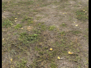 ground terrain forest tundra pbr pack 5 CG Текстури