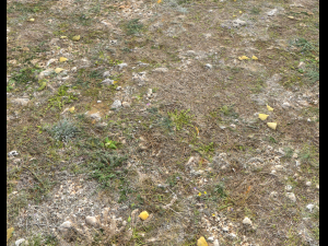 ground terrain forest tundra pbr pack 5 CG Текстури