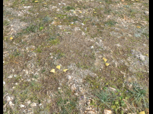 ground terrain forest tundra pbr pack 5 CG Текстури