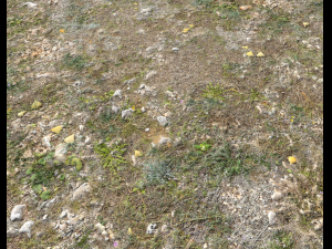 ground terrain forest tundra pbr pack 5 CG Текстури