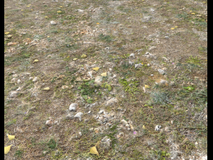 ground terrain forest tundra pbr pack 5 CG Текстури